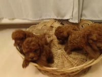 Red brown toy poodle bebekler yeni yuvalarını bekliyorlar
