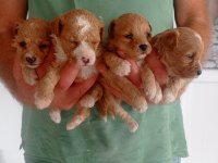 Badem şekerleri maltipoo