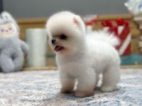En Güzel Pomeranian Boo Yavrularımız