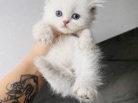 British Longhair Blue Point