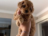 Orijinal 2 Aylık Toy Poodle