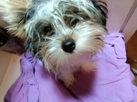 Yorkshire Terrier 3 aylık