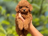 Toy poodle bebek köpekler