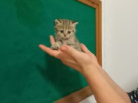 British shorthair yavrular 40 günlükler