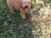 14 aylık poodle tüy yumağı oğlumuz şatışta