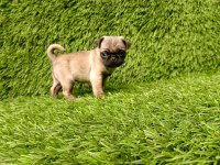 PUG MOPS KUSURSUZ GUZELLİKLER