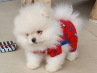 POMERANİAN BOO YAVRULARI