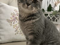 BRİTİSH SHORTHAİR KEDİMİZİ ÜCRETSİZ SAHİPLENDİRME