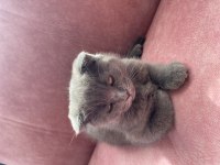 Scottish fold kırık kulak safkan