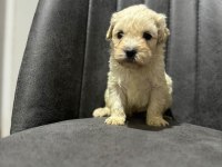 Maltipoo Adrese Teslim, Kapıda Ödeme Yapabilirsiniz