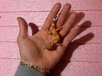 Leopard gecko garantili morph