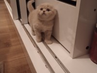 Müthiş scottish fold bebekler