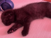 Oyuncu scottish fold kızım