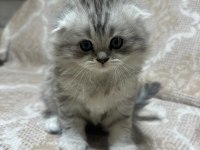 Şirin Scottish Fold Patiler Teslime Hazır