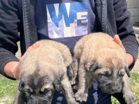 Köpekler 81 ile sorunsuz gönderim var