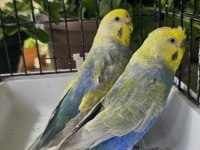 RENGARENK ÜST VASIF RAİNBOW MUHABBET TAKIMLAR