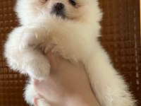 Pomeranian Dişi Ve Erkek Köpeğimiz