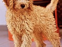 4 AYLIK TUVALET EĞİTİMLİ SEVİMLİ POODLE