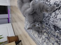 British shorthair ACİL SAHİPLENİLMESİ GEREKİYOR