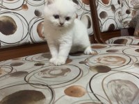 Scottish Fold Blue Point Ayı Surat Yavru
