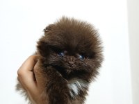 Pomeranian 2 aylık