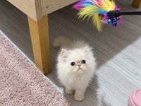 Persian yavrusu erkek