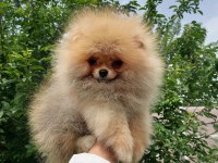 Pomeranian Yavrular