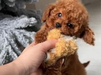 ŞAMPİYON KORE POODLE BEBEKLERİM
