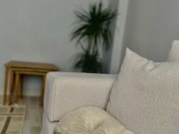 7 aylık erkek scottish fold