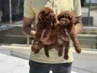 Petmode köpek çiftliğinden ziyarete maltipoo