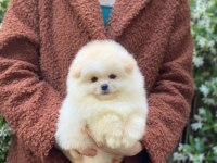 Orjinal Pomeranian