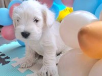Minyatür schnauzer bebekler
