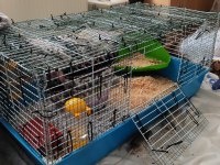 1 Aylık Dumbo Rat Yavruları 1 Naked 2 Husky