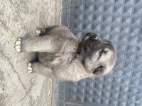 Her ile ilçeye kangal gönderim sağlanmaktadır