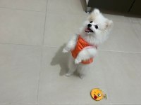 Prenses Pamuk Pomeranian