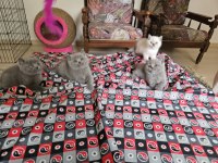 Safkan british shorthair yavrular sahiplendirilecektir