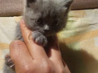 Sevimli british shorthair bebekler