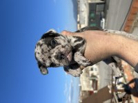Egzotik french bulldog bebekler yeni yuvasını bekliyor