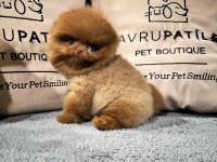 Teddy Bear / Teacup Pomeranian Bebekler
