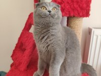 Ücretsiz scottish fold dişi