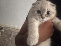 Scottish fold yavrular ırk sağlık garantili