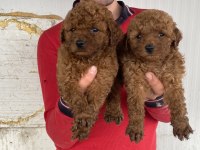 Koyu Renk Toy Poodle Yavrular