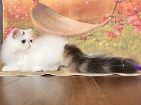 Safkan şecereli iran kedileri