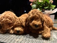 Toy poodle kg garantili