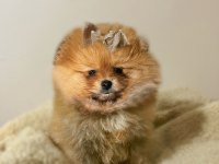 Pomeranian boo köpeği