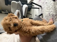 Bebek yüzlü sağlık garantili Toy poodle