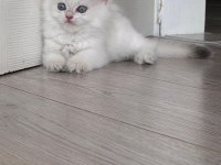 BİRBİRİNDEN KALİTELİ GOLDEN BRİTİSH LONGHAİR YAVRULAR