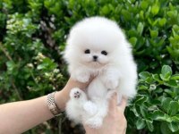 Orjinal Pomeranian Boo yavrumuz moi