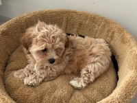 Teacup Maltipoo