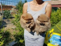 MÜKEMMEL KALİTEDE TEDDY BEAR  POMERANİAN YAVRULAR
